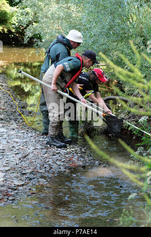 Teme River, près de Bucknell, Herefordshire UK - Jeudi 5 juillet 2018 - Le personnel de l'Agence de l'environnement poissons piégés de sauvetage à partir de petits bassins le long du lit d'une rivière asséchée de la rivière Teme en utilisant l'électricité - la rivière teme a séché jusqu'ici après une longue vague de sécheresse de l'été ici et plus en amont à la mi au Pays de Galles. La récupération des poissons seront relâchés dans la plus en aval. - Steven Mai / Alamy Live News Banque D'Images