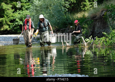 Teme River, près de Bucknell, Herefordshire UK - Jeudi 5 juillet 2018 - Le personnel de l'Agence de l'environnement poissons piégés de sauvetage à partir de petits bassins le long du lit d'une rivière asséchée de la rivière Teme en utilisant l'électricité - la rivière teme a séché jusqu'ici après une longue vague de sécheresse de l'été ici et plus en amont à la mi au Pays de Galles. La récupération des poissons seront relâchés dans la plus en aval. - Steven Mai / Alamy Live News Banque D'Images