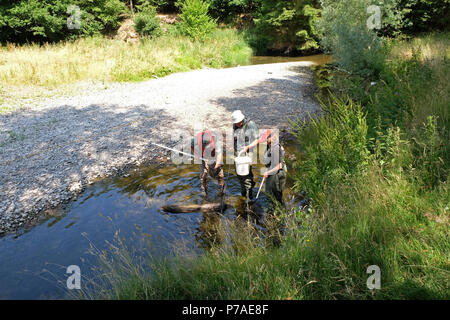 Teme River, près de Bucknell, Herefordshire UK - Jeudi 5 juillet 2018 - Le personnel de l'Agence de l'environnement poissons piégés de sauvetage à partir de petits bassins le long du lit d'une rivière asséchée de la rivière Teme en utilisant l'électricité - la rivière teme a séché jusqu'ici après une longue vague de sécheresse de l'été ici et plus en amont à la mi au Pays de Galles. La récupération des poissons seront relâchés dans la plus en aval. - Steven Mai / Alamy Live News Banque D'Images