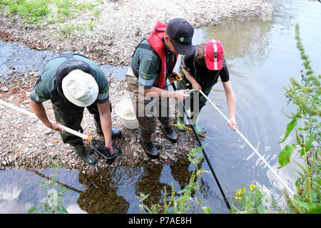 Teme River, près de Bucknell, Herefordshire UK - Jeudi 5 juillet 2018 - Le personnel de l'Agence de l'environnement poissons piégés de sauvetage à partir de petits bassins le long du lit d'une rivière asséchée de la rivière Teme en utilisant l'électricité - la rivière teme a séché jusqu'ici après une longue vague de sécheresse de l'été ici et plus en amont à la mi au Pays de Galles. La récupération des poissons seront relâchés dans la plus en aval. - Steven Mai / Alamy Live News Banque D'Images