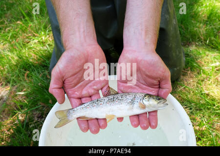 Teme River, près de Bucknell, Herefordshire UK - Jeudi 5 juillet 2018 - une jeune brune secourus par le personnel de l'Agence de l'environnement à partir de petits bassins le long du lit d'une rivière asséchée de la rivière Teme en utilisant l'électricité - la rivière teme a séché jusqu'ici après une longue vague de sécheresse de l'été ici et plus en amont à la mi au Pays de Galles. La récupération des poissons seront relâchés dans la plus en aval. Steven Mai / Alamy Live News Banque D'Images