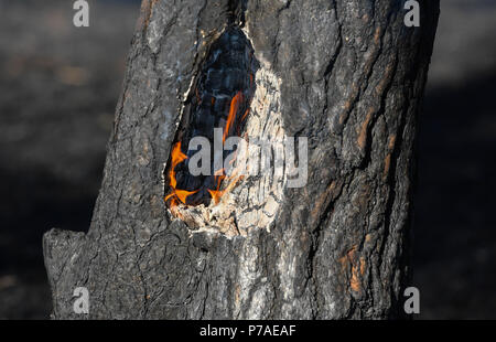 Allemagne, Limsdorf. 4 juillet, 2018. Un arbre de pin évidé des brûlures. L'incendie qui a attrapé sur quelque 100 hectares de forêts et de terres sur le terrain a été mis sur le jeudi soir. Plus de 13 heures ont été nécessaires pour éteindre le feu dans le district de Limsdorf, comme le service des incendies déclarés. La police n'est pas encore en mesure de fournir une source pour le feu. Le Brandebourg est en ce moment à haut risque de feux de forêt. Crédit : Patrick Pleul/dpa-Zentralbild/dpa/Alamy Live News Banque D'Images