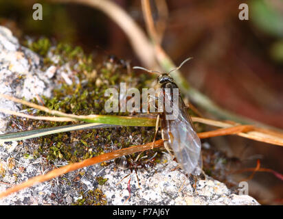 Leeds UK 5e juillet 2018. Ant de vol jours mai ont commencé hier, mais il continue à Londres aujourd'hui. La reine des fourmis s'accoupler avec le plus fort des fourmis mâles afin qu'ils puissent s'envoler et commencer une nouvelle colonie ailleurs. Crédit : Andrew Gardner/Alamy Live News Banque D'Images