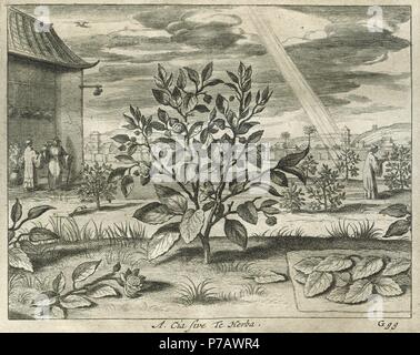Camelia sinensis. L'usine de thé. La gravure. Chine Monumentis Illustrada par Athanase Kircher (1602-1680). Banque D'Images