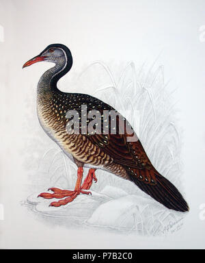 African Finfoot Podica senegalensis () . 28 Juillet 1910 64 Podica senegalensis00 Banque D'Images