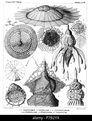 Anglais : Illustration du rapport sur la collecte de radiolaires existent par H.M.S. Challenger pendant les années 1873-1876. La partie III. Description originale : Plate 70. Anthocyrtida Podocyrtida Phormocyrtida, et Theocyrtida,. Diam. Fig. 1. Theophormis callipilium, n. sp., × 300 Fig. 2. Theophormis callipilium, n. sp., × 300 Les quatre tiges de croisé de l'cortinar septum et la columelle vertical en son centre. Fig. 3. Theophormis callipilium, n. sp., × 400 La société jrs consulting sàrl seul avec le quadrilobate capsule centrale, qui est entouré par de nombreux xanthellae. Fig. 4. Parapluie Sethophormis Banque D'Images