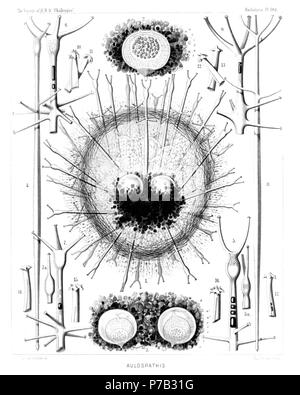 Anglais : Illustration du rapport sur la collecte de radiolaires existent par H.M.S. Challenger pendant les années 1873-1876. La partie III. Description originale : Plate 104. Aulacanthida. Diam. Aulacanthida. Fig. 1. Aulospathis bifurca, n. sp., × 50 un spécimen complet, très bien conservé, avec une forme ovale alvéolée calymma et deux capsules. La surface de l'calymma est recouvert d'aiguilles tangentielle. Fig. 2. Aulospathis bifurca, n. sp., × 100 isolé d'une capsule centrale d'un autre spécimen, entouré de granules des phaeodium. o, émettre de l'opercule de l'astropyle ; u, les deux latéraux Banque D'Images