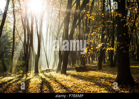 Matin brumeux d'automne Banque D'Images