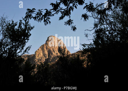 La société croître à tête d'éléphant, Coronado National Forest, désert de Sonora, Santa Rita Mountains, Green Valley, Arizona, USA. Banque D'Images