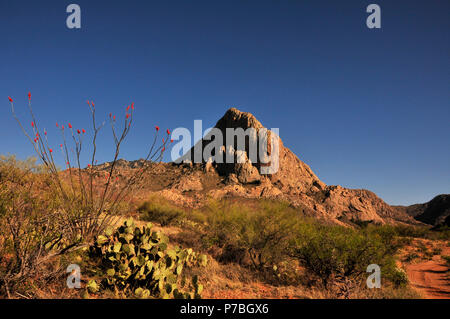 La société croître à tête d'éléphant, Coronado National Forest, désert de Sonora, Santa Rita Mountains, Green Valley, Arizona, USA. Banque D'Images