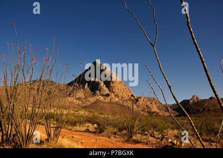 La société croître à tête d'éléphant, Coronado National Forest, désert de Sonora, Santa Rita Mountains, Green Valley, Arizona, USA. Banque D'Images