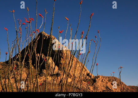 La société croître à tête d'éléphant, Coronado National Forest, désert de Sonora, Santa Rita Mountains, Green Valley, Arizona, USA. Banque D'Images