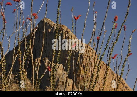 La société croître à tête d'éléphant, Coronado National Forest, désert de Sonora, Santa Rita Mountains, Green Valley, Arizona, USA. Banque D'Images