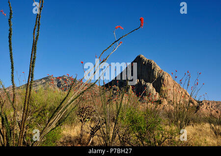 La société croître à tête d'éléphant, Coronado National Forest, désert de Sonora, Santa Rita Mountains, Green Valley, Arizona, USA. Banque D'Images