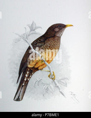 (Turdus olivaceus Olive) (femelle adulte) . 19 Décembre 1912 81 Turdus olivaceus00a Banque D'Images