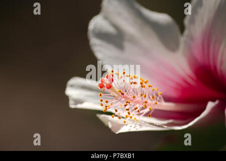 Un close up image d'une rose et blanc fleur d'hibiscus montrant le jaune et l'orange étamines et pistils. Banque D'Images