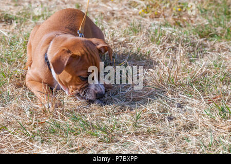 Jeune chiot mange de l'herbe Banque D'Images