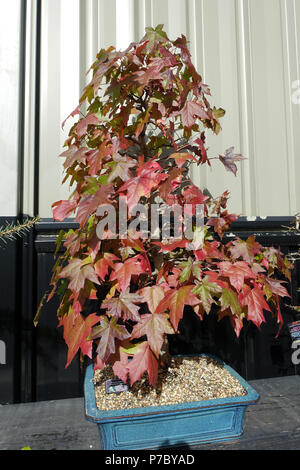 Liquidambar styraciflua ou connu sous le nom de American sweet gum Banque D'Images