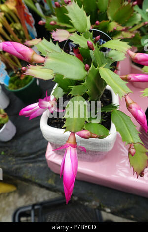 Cactus d'automne ou également connu sous le nom de Zygocactus Schlumbergera truncata Banque D'Images