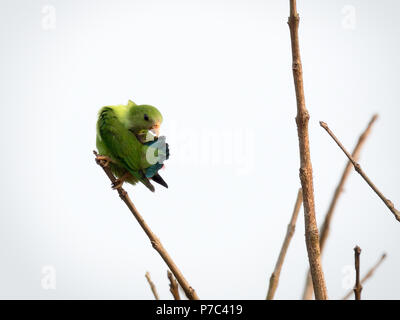 Parrot - pendaison vernal Loriculus vernalis dans Chikmangalur domaine de Karnataka, en Inde avec des branches d'arbres secs et fond blanc Banque D'Images