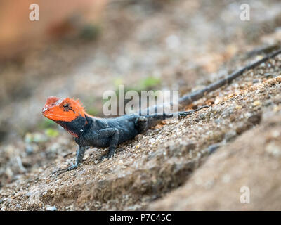 Rock péninsulaire ou Agama agama rock de l'Inde du Sud (Psammophilus dorsalis), trouvés dans la région de collines rocheuses du Sud de l'Inde, un lézard, Close up images Banque D'Images