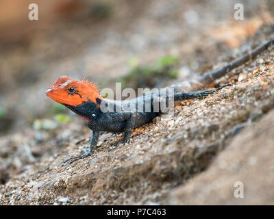 Rock péninsulaire ou Agama agama rock de l'Inde du Sud (Psammophilus dorsalis), trouvés dans la région de collines rocheuses du Sud de l'Inde, un lézard, Close up images Banque D'Images