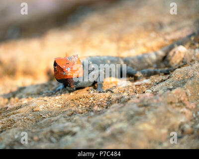 Rock péninsulaire ou Agama agama rock de l'Inde du Sud (Psammophilus dorsalis), trouvés dans la région de collines rocheuses du Sud de l'Inde, un lézard, Close up images Banque D'Images