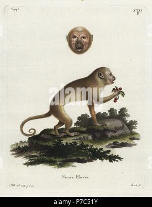 Blonde capucin, Sapajus flavius. Critique d'extinction. (Simia flavia.) tirées de la nature par Johan Eberhard Ihle, gravée par Bock. Coloriée à la gravure sur cuivre de Johann Christian Daniel Schreber's Illustrations d'animaux après la Nature, ou de Schreber animaux fantastiques, Erlangen, Allemagne, 1775. Banque D'Images