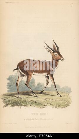 Kobus kob Kob, Antilope Antilope (adenota). Gravure coloriée par Thomas après Landseer une illustration par Charles Hamilton Smith, de Edward Griffith le royaume animal par le Baron Cuvier, Londres, 1827, Whittaker. Banque D'Images