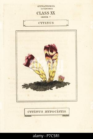 Cytinus hypocistis. La gravure sur cuivre coloriée après une illustration par Richard Duppa de son les classes et les ordres du système linnéen de botanique, Longman, Hurst, Londres, 1816. Banque D'Images