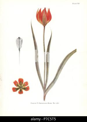 Forme de Tulipa orphanidea no 1561. Sérigraphie illustration botanique par Elsie Katherine Digues de William R. digues' Notes sur les espèces de tulipes, Herbert Jenkins Ltd., Londres, 1930. Banque D'Images