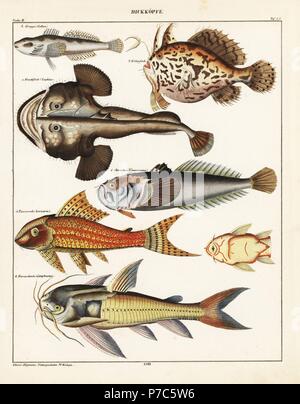 Lophius piscatorius baudroie, poissons-crapauds, Batrachoides, surinamensis, poisson-chat, Loricaria cataphracta, Stargazer, Uranoscopus scaber Atlantique, le chabot ou bullhead, Cottus gobio, et cascarudo Callichthys callichthys,. Lithographie de Lorenz Oken universel de l'histoire naturelle, l'Allgemeine Naturgeschichte fur alle Stande, Stuttgart, 1841. Banque D'Images