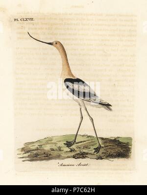 L'avocette d'Amérique, Recurvirostra americana. Dessiné et gravé sur cuivre coloriée par John Latham à partir de sa propre une Histoire générale des oiseaux, Winchester, en 1824. Banque D'Images