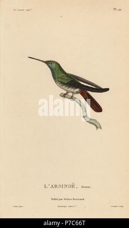 Amazilia beryllina Berylline hummingbird, (Ornismya arsinoe). Les juvéniles. Gravure coloriée par Coutant après une illustration par Jean-Gabriel pretre de René Primevère Lesson's Histoire naturelle de l'espèce de Colibri Colibris, Histoire naturelle des colibris, Arthus Bertrand, Paris, 1830. Banque D'Images