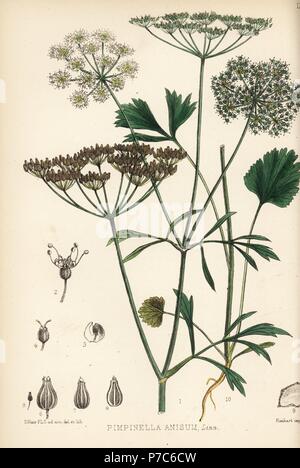 Anis ou de l'anis, Pimpinella anisum. Lithographie coloriée par Hanhart après une illustration botanique par David Blair, de Robert Bentley et Henry Trimen's Plantes médicinales, Londres, 1880. Banque D'Images