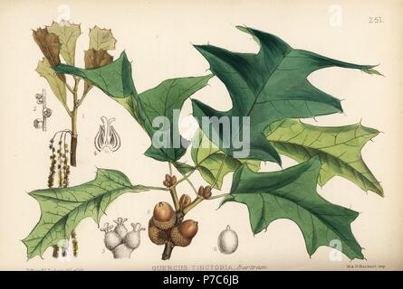 Le chêne noir, chêne à écorce jaune ou quercitron, Quercus velutina (Quercus tinctoria). Lithographie coloriée par Hanhart après une illustration botanique par David Blair, de Robert Bentley et Henry Trimen's Plantes médicinales, Londres, 1880. Banque D'Images