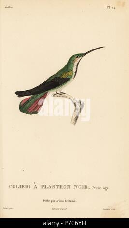 Black-throated mango, Anthracothorax nigricollis Trochilus (mangue). Les juvéniles. Gravure coloriée par Coutant après une illustration par Jean-Gabriel pretre de René Primevère Lesson's Histoire naturelle de l'espèce de Colibri Colibris, Histoire naturelle des colibris, Arthus Bertrand, Paris, 1830. Banque D'Images