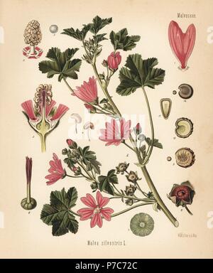 Mauve commune, Malva sylvestris. Chromolithographie après une illustration botanique par Walther Hermann Muller d'Adolph Koehler's Plantes médicinales, sous la direction de Gustav Pabst, Koehler, Allemagne, 1887. Banque D'Images