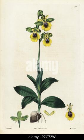 Fleur jaune ophrys, Ophrys lutea. Coloriée à la gravure sur cuivre de Weddell par après une illustration botanique par Edward Dalton Smith, de Robert Sweet's Les Britanniques Jardin de fleurs, Ridgeway, Londres, 1827. Banque D'Images