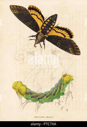 La tête de mort Acherontia atropos, hawk moth. Gravure coloriée de Georg Friedrich Treitschke's Galerie d'histoire naturelle, des Thierreiches Naturhistorischer Bildersaal, Leipzig, 1842. Banque D'Images