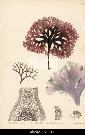 Carrageen moss ou mousse, Chondrus crispus. Lithographie coloriée par Hanhart après une illustration botanique par David Blair, de Robert Bentley et Henry Trimen's Plantes médicinales, Londres, 1880. Banque D'Images