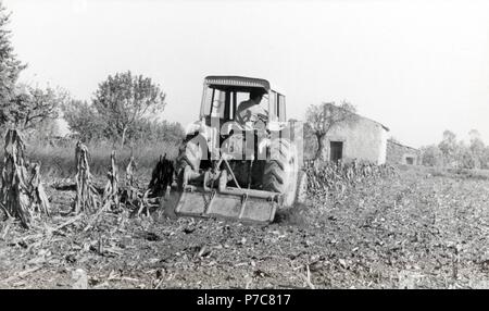 Catalunya. Lleida. Un tracteur arando de maíz en Mollerusa. Año 1960. Banque D'Images