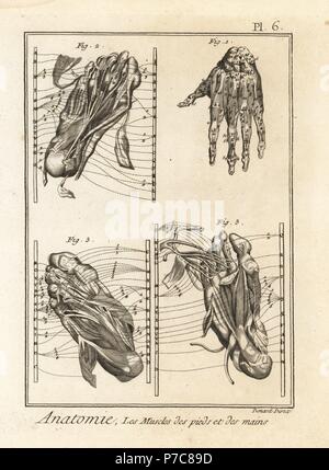 La dissection des muscles de la main et pied. La gravure sur cuivre par Robert Benard de Denis Diderot's Encyclopedia, Pellet, Genève, 1779. Banque D'Images