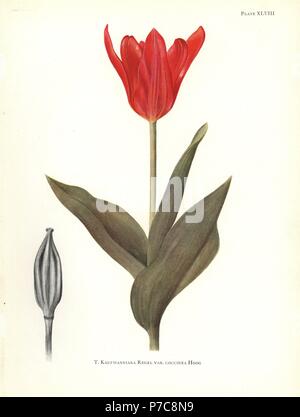 Nénuphar rouge tulipe, Tulipa kaufmanniana var. coccinea. Sérigraphie illustration botanique par Elsie Katherine Digues de William R. digues' Notes sur les espèces de tulipes, Herbert Jenkins Ltd., Londres, 1930. Banque D'Images