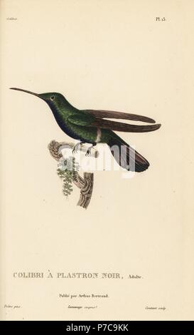 Black-throated mango, Anthracothorax nigricollis Trochilus (mangue). Des profils. Gravure coloriée par Coutant après une illustration par Jean-Gabriel pretre de René Primevère Lesson's Histoire naturelle de l'espèce de Colibri Colibris, Histoire naturelle des colibris, Arthus Bertrand, Paris, 1830. Banque D'Images