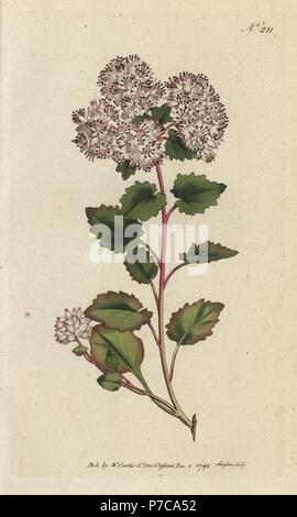 Orpin à feuilles de peuplier, Sedum populifolium. La gravure sur cuivre coloriée par Sansom de William Curtis' Botanical Magazine, Londres, 1792. Banque D'Images