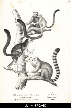 Lémurien à tête blanche, l'Eulemur albifrons, hommes et femmes, en voie 1, et Untitled document, Lemur catta, en voie de disparition 2. Lithographie de Karl Joseph Brodtmann de Heinrich Rudolf Schinz's Illustrated l'histoire naturelle des hommes et des animaux, 1836. Banque D'Images