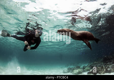 La plongée avec les lions de mer vue sous-marine, Îles Galápagos Banque D'Images