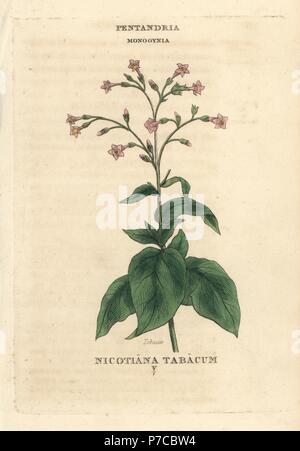 Tabac, Nicotiana tabacum. La gravure sur cuivre coloriée après une illustration par Richard Duppa de son les classes et les ordres du système linnéen de botanique, Longman, Hurst, Londres, 1816. Banque D'Images