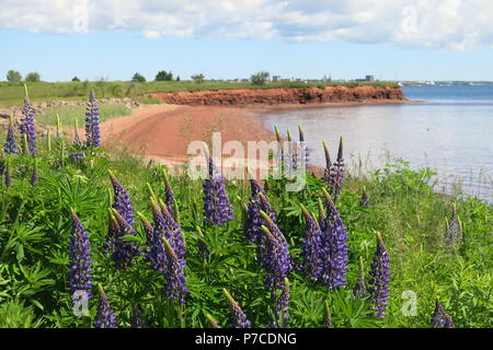 Tall, mauve lupins poussent en abondance sur les accotements de l'herbe et le long du littoral sur l'Île du Prince Édouard et le reste du Canada maritime Banque D'Images